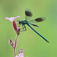 Banded Demoiselle male 8 